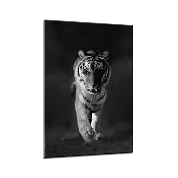 Image Styler Glasspik Animals Tiger, 70 x 100 cm