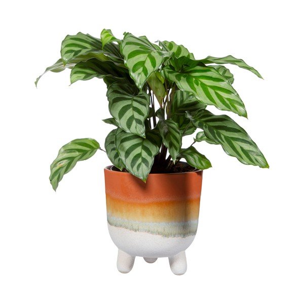 Terakotas puķu pods Sass & Belle Bohemian Home Mojave, ø 11,7 cm-image-2