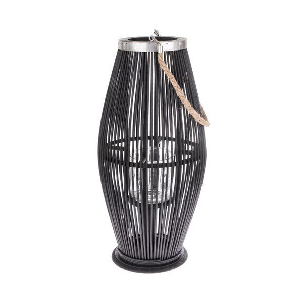 Bambusa laterna (augstums 40 cm) – Dakls