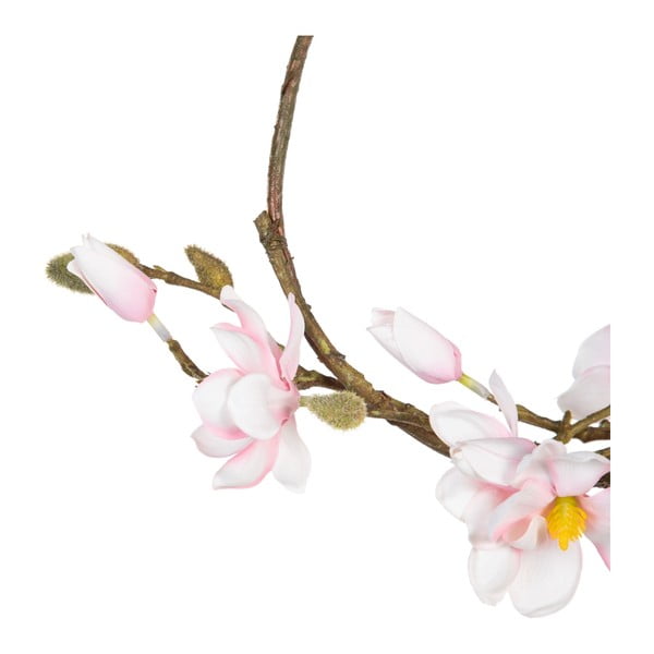 Vainags Magnolia – Ixia-image-2