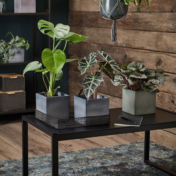 Violets keramikas puķu pods Big Pots Latina, 15 x 15 cm-image-1