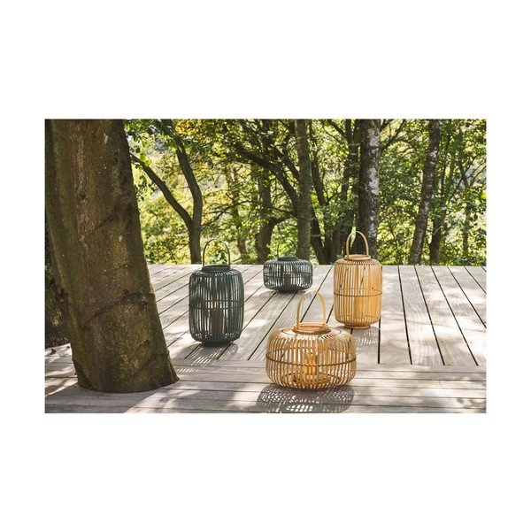Bambusa laterna (augstums 25 cm) Alia – Villa Collection-image-3