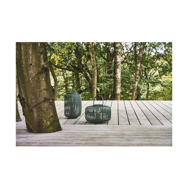 Bambusa laterna (augstums 40 cm) Alia – Villa Collection-image-2