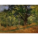 Gleznas reprodukcija Claude Monet – The Bodmer Oak, Fontainebleau Forest, 70 x 50 cm