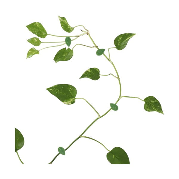 Augu balsts (10 gab.) no pārstrādātas plastmasas (augstums 3 cm) – Esschert Design-image-2