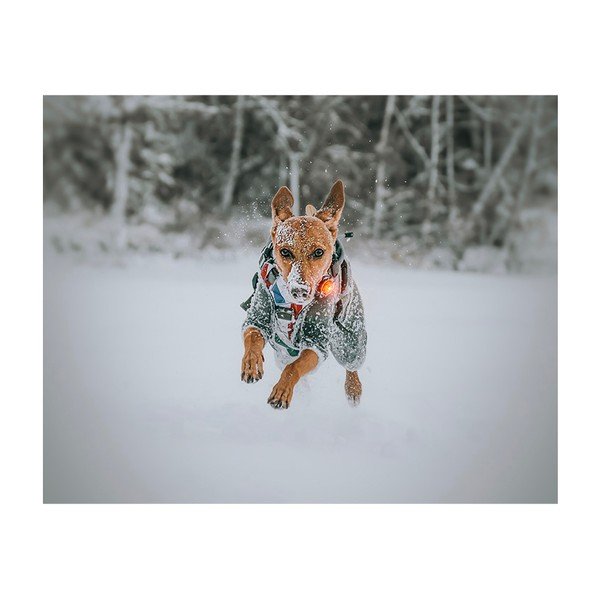 LED apkakles gaisma Yellow - Orbiloc-image-4