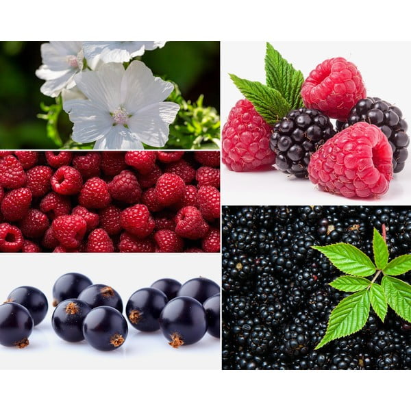 Interjera smaržas Privé Home Mûre – Musc, 50 ml-image-1