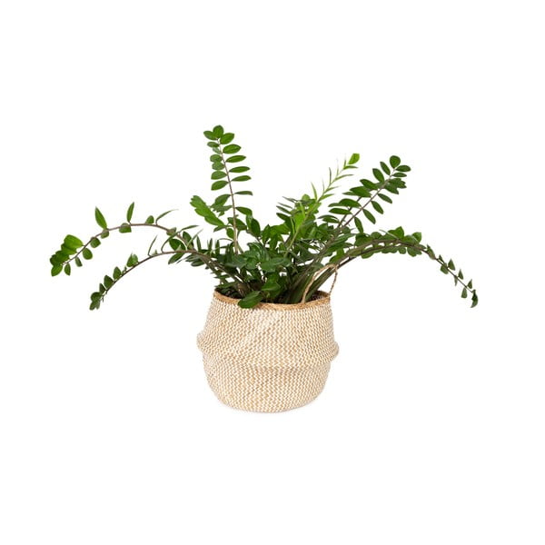 Gaišs uzglabāšanas grozs no jūraszalēm Compactor Zic Zac, ⌀ 45 cm-image-1