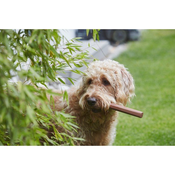 Rotaļlieta suņiem Ramo Sandalwood – MiaCara-image-1