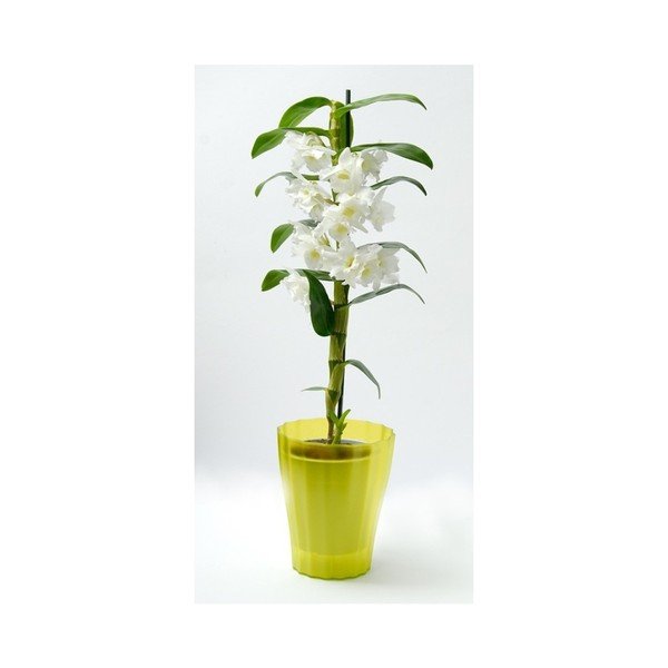 Zaļš podiņš Plastia Trasluscent Ola, ø 13,4 cm-image-1