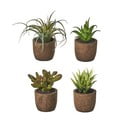 Mākslīgie augi (4 gab.) (augstums 10 cm) Cactus – Casa Selección