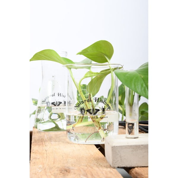 Stikla vāze (augstums 12 cm) Natural History – Esschert Design-image-2