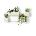 Plastmasas piekarināmi un pie sienas liekami puķu podi garšaugiem (4 gab.) Cubiko – Umbra