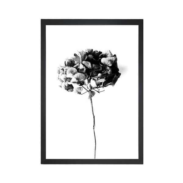 Plakāts 24x29 cm Velvet Flower - Tablo Center