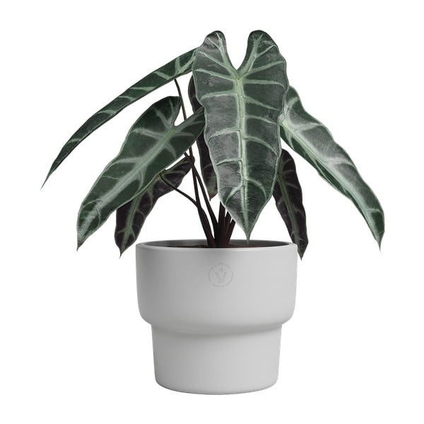 Keramikas ar rokām radīts puķu pods ø 17 cm Echo – Artevasi-image-1