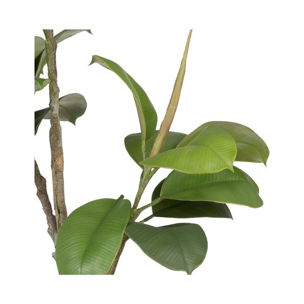 Mākslīgais augs (augstums 116 cm) Oak Tree – Ixia-image-1