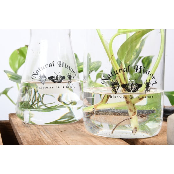 Stikla vāze (augstums 12 cm) Natural History – Esschert Design-image-3