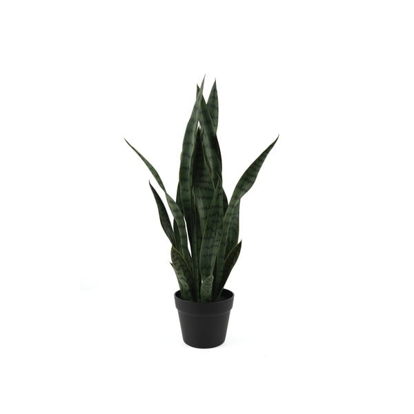 Kaltēts augs (augstums 66 cm) Sansevieria – PT LIVING