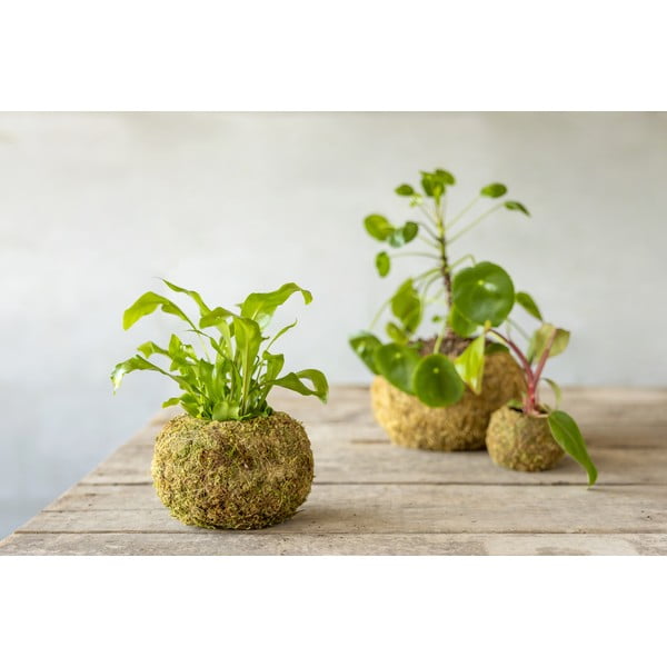 Puķu pods ø 14,5 cm Kokedama – Esschert Design-image-2