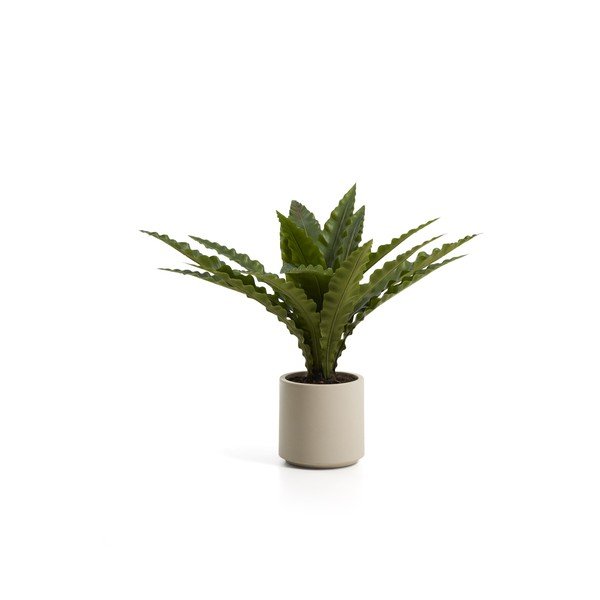 Mākslīgais sukulents (augstums 70 cm) Neottopteris – Kave Home