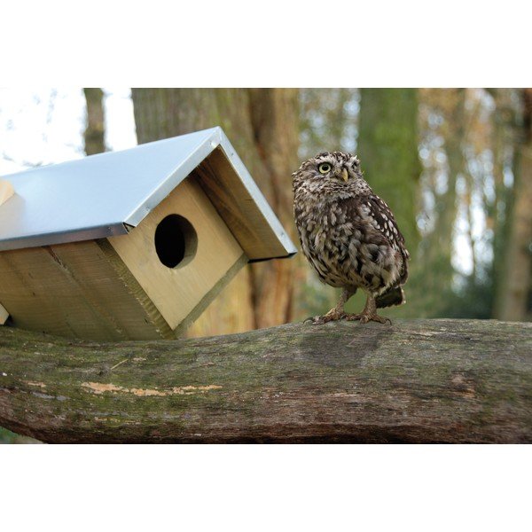 Koka pūču būda – Esschert Design-image-1