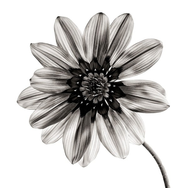 Melnbalta stikla glezna Insigne Flower, 30 x 30 cm