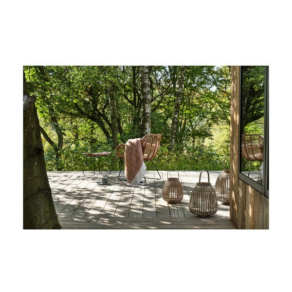 Bambusa laterna (augstums 30 cm) Amas – Villa Collection-image-3