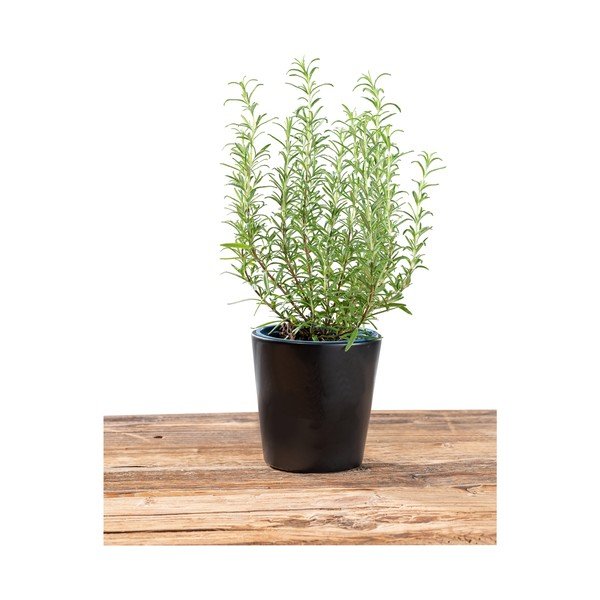 Melns puķu pods Wenko Black Outdoor Kitchen Fuel, ø 13 cm-image-4