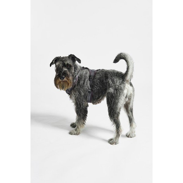 Tumši pelēka plecu siksna S garums 30 cm Modena Asphalt S – MiaCara-image-1