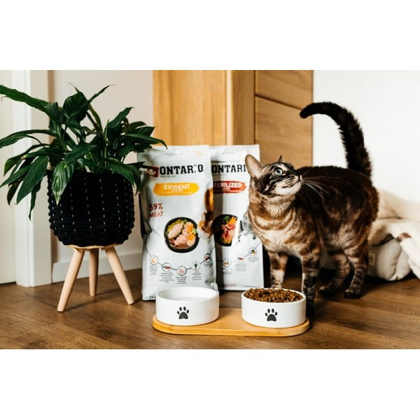 Keramikas bļodiņu komplekts ar pamatni suņiem ø 13 cm Dog Fantasy – Plaček Pet Products-image-1