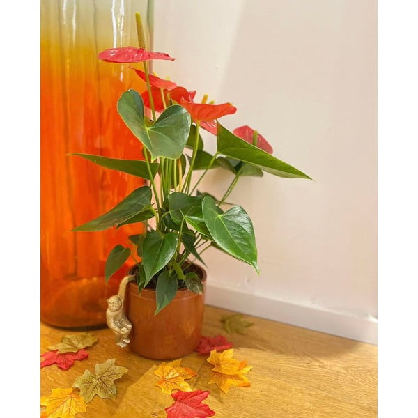 Mazs dekors no polirezīna Monkey – Sass & Belle-image-3