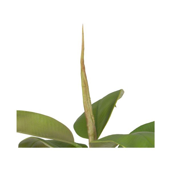 Mākslīgais augs (augstums 116 cm) Oak Tree – Ixia-image-3