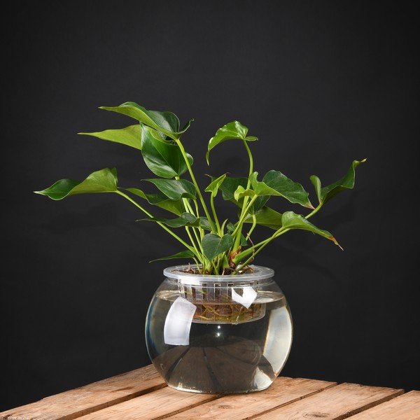 Stādu audzēšanas trauks Esschert Design, augstums 17,6 cm-image-1