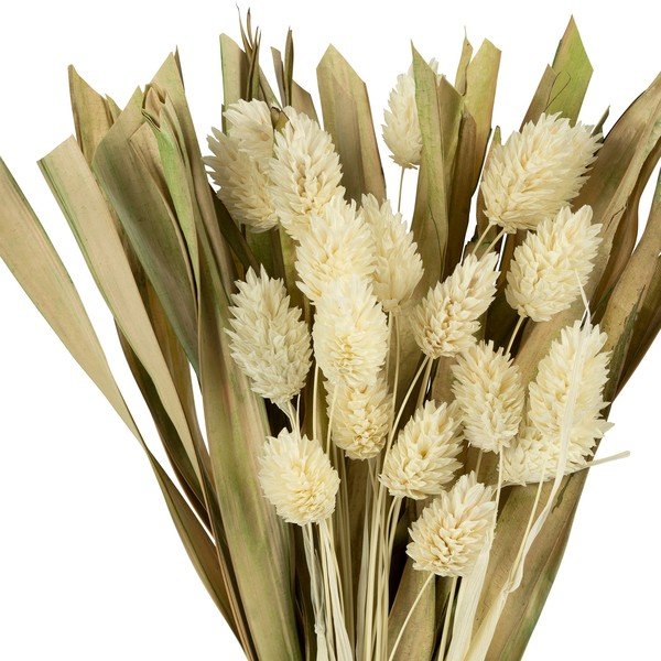 Kaltēts zieds Phalaris – Sema-image-1