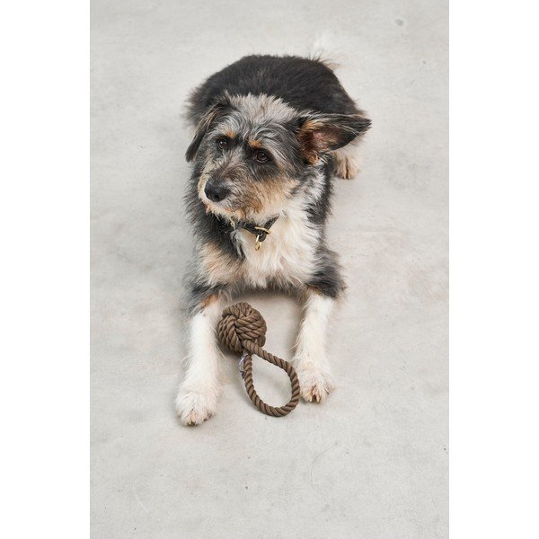 Rotaļlieta suņiem Nodo Chocolate – MiaCara-image-1