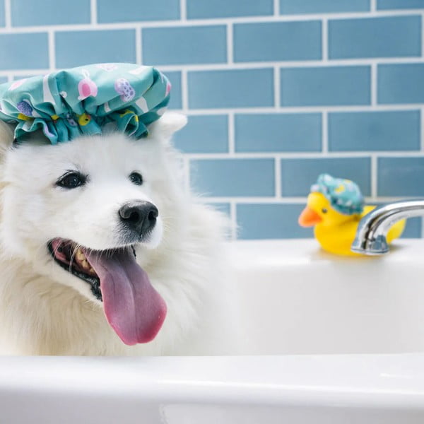 Rotaļlieta sunim Dušas cepure – P.L.A.Y.-image-2