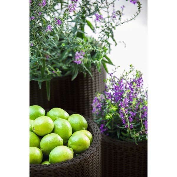 Plastmasas puķu podi (3 gab.) ø 43 cm Cylinder – Keter-image-1