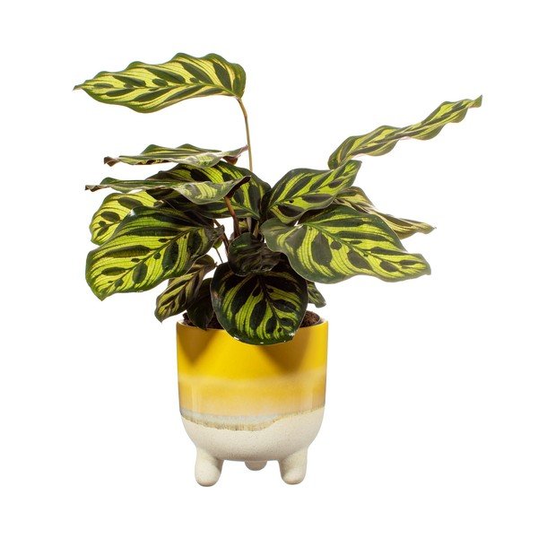 Dzeltens puķu pods Sass & Belle Bohemian Home Mojave, ø 11,7 cm-image-2