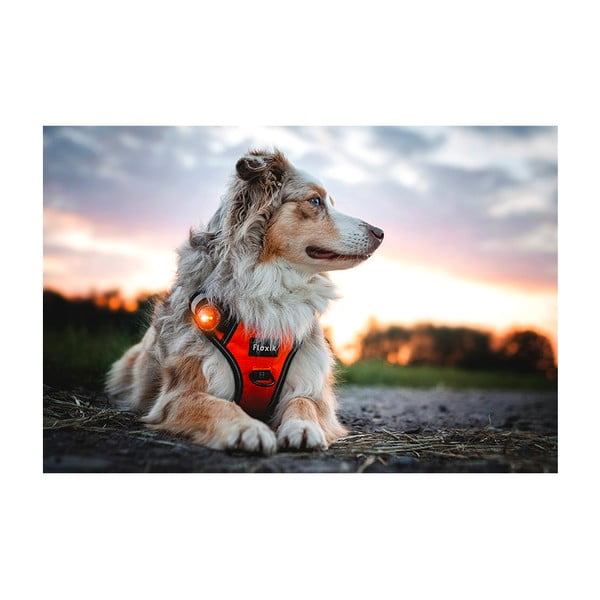 LED apkakles gaisma Amber - Orbiloc-image-4