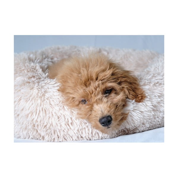 Krēmkrāsas gulta suņiem ø 55 cm – Love Story-image-3