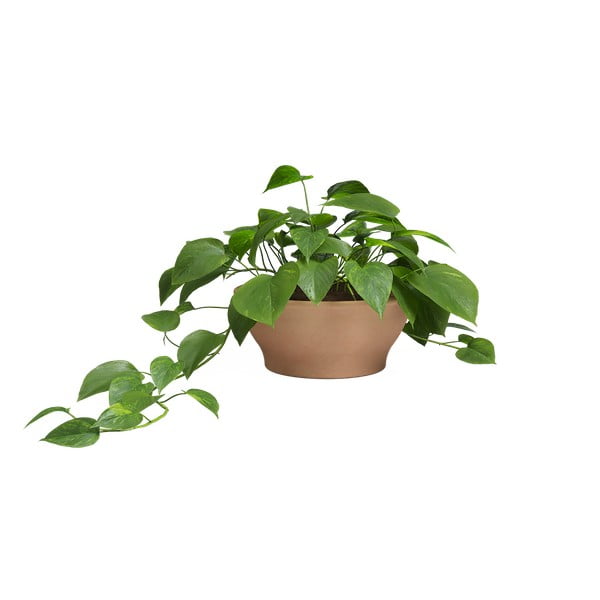 Terakotas puķu pods ø 31 cm Saramago – Artevasi-image-1