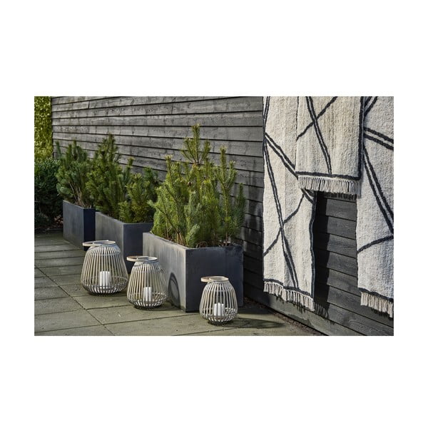 Bambusa laterna (augstums 30 cm) Amas – Villa Collection-image-4