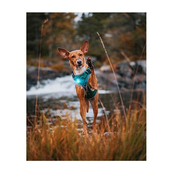 LED apkakles gaisma Turquoise - Orbiloc-image-4