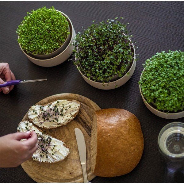 Plastmasas diedzēšanas trauks ø 16 cm Microgreens – Plastia-image-1