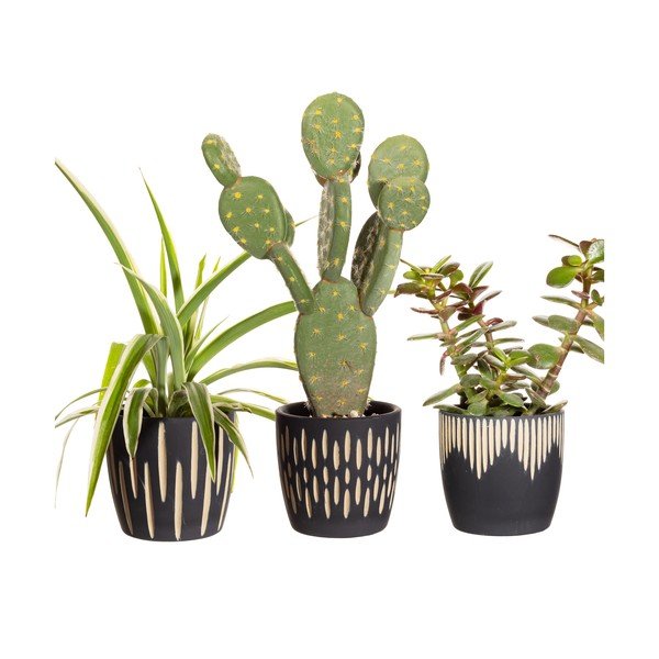 Terakotas puķu poda apvalki (3 gab.) ø 8 cm Grafitto – Sass & Belle-image-2