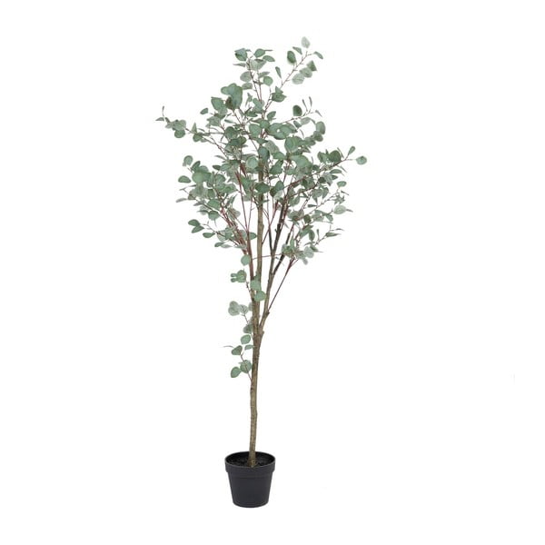 Mākslīgais eikalipts (augstums 180 cm) Eucalyptus – Ixia