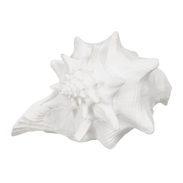 Polirezīna statuete (augstums 13 cm) Seashell – Ixia