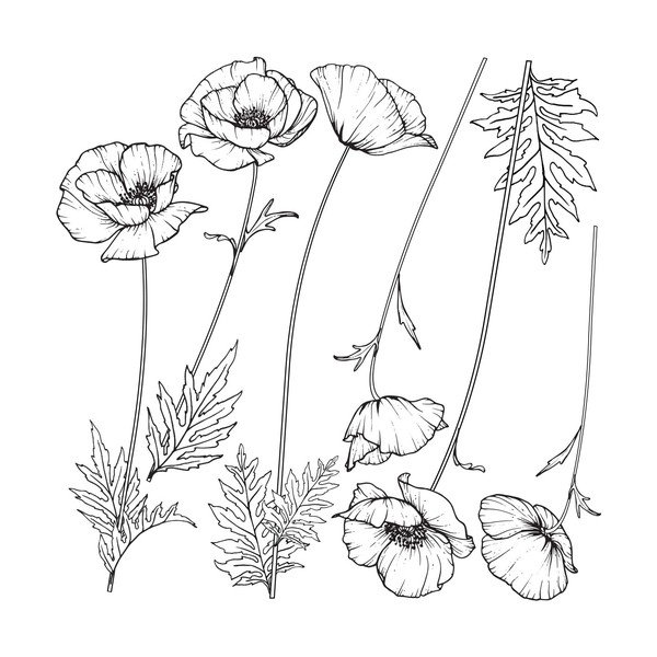 Sienas uzlīmju komplekts Ambiance Poppies-image-1