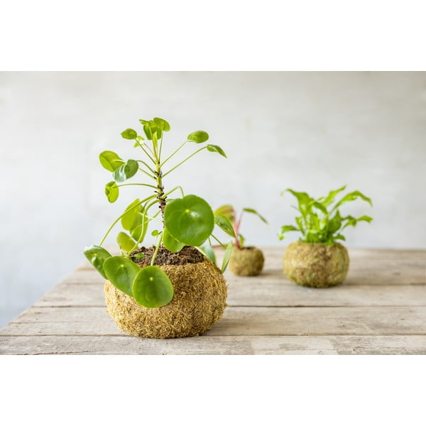 Puķu pods ø 20 cm Kokedama – Esschert Design-image-1