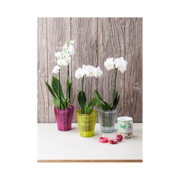 Zaļš podiņš Plastia Trasluscent Ola, ø 13,4 cm-image-2
